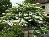 DSCF2695.jpg