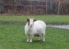 IMG 0009