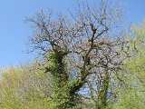 IMG_0519.JPG